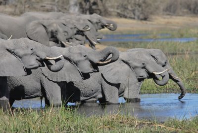 Elephant at the Lagoon