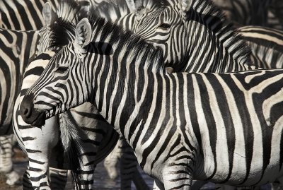 Burchell's Zebra