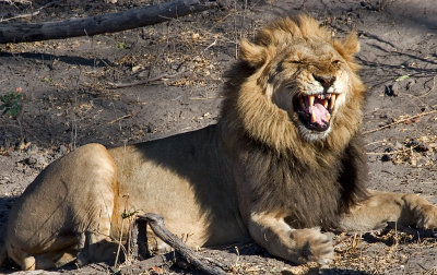 Yawning Lion