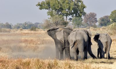 Three Elephant Behinds