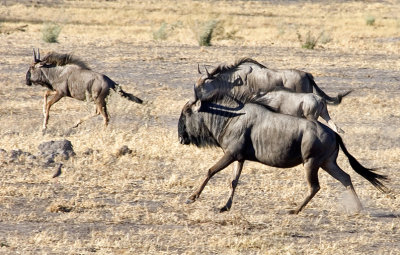 Wildebeest