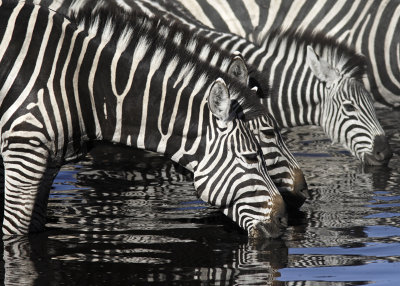 Zebra at the Waterhole