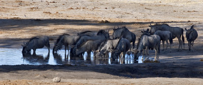 Wildebeest at the Waterhole