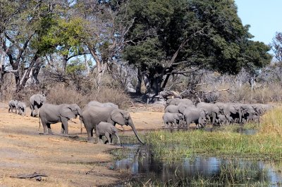 Elephant at the Lagoon