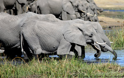 Elephant at the Lagoon