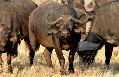 Cape Buffalo