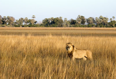 King of the Beasts