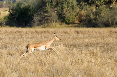 Impala