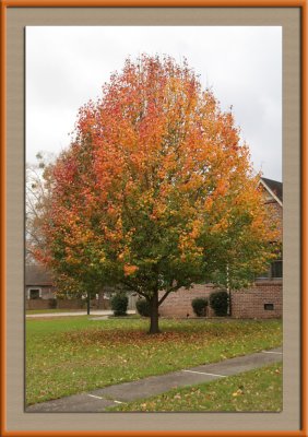 Pear Tree if Full Fall Color