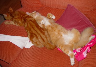 The Cats