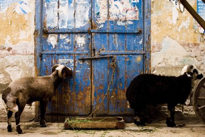 Same poster-eating sheep, closer