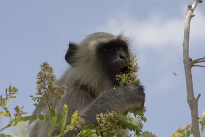 This is a monkey. He is eating flowers.