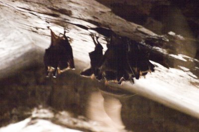 Bats in a baoli
