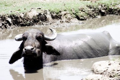 A big fat water buffalo