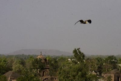Vultures, ruins, holy men, what more can you ask for in a holiday destination?