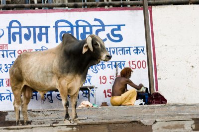 Lots of bulls on the ghats