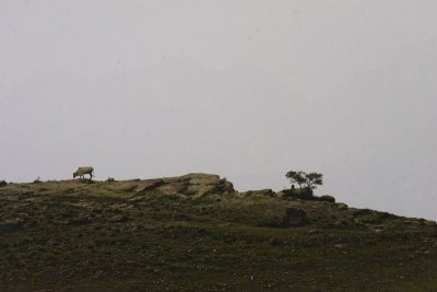 Barren landscape, with cow and cliff