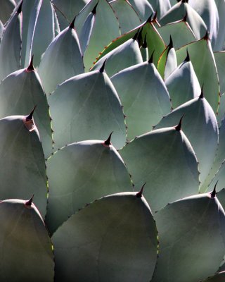 Cactus1email.jpg