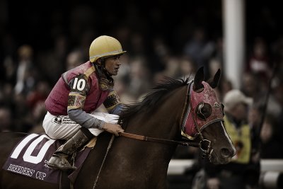 M_race8-emirates airlines breeders cup distaff_Hollywood_Story.jpg