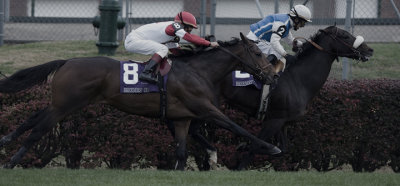 _DS-C0016 - # 8 Rob roy - Net Jets Breeders' Cup Mile, #2 Silent Name.jpg