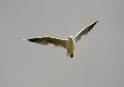 IMG_8267.jpg