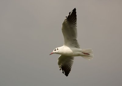 IMG_8275.jpg