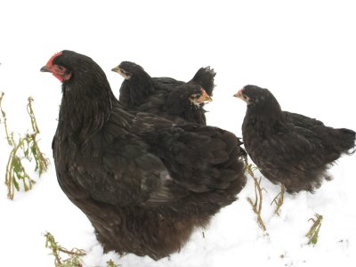 Winter Flock