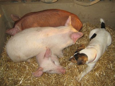 Spring Weener Pigs