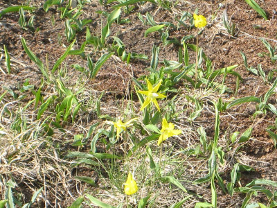 Glacier Lily? Wildflower on Hurricane Ridge