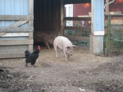 Playing Chicken with the Pigs