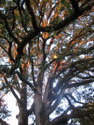 Old Oak Tree