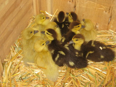 Christy's New Ducklings