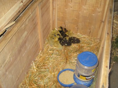 Brooder Box