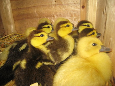 Ducklings Macro