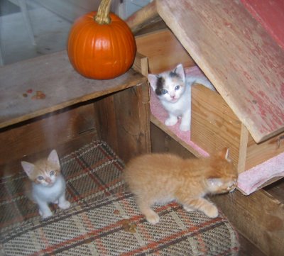 Kittens *