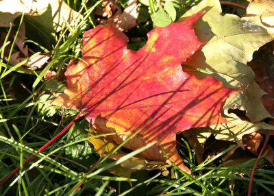 IMG_3257_Fall leaf