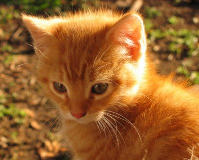 My golden kitty