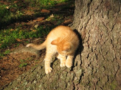 Kitty learning to climb  *