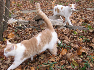 Walking the leaves *
