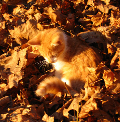 Golden leaf kitten