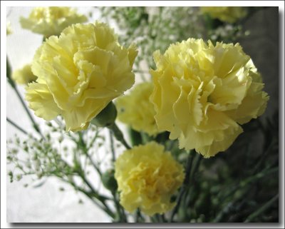 Carnations