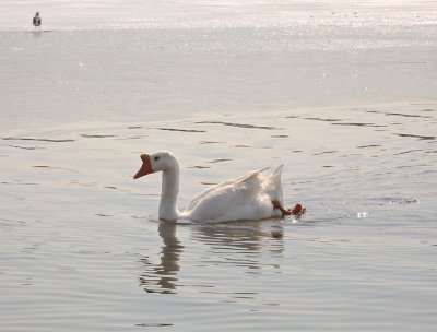 Swimming goose