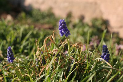 IMG_5253_hyacinth