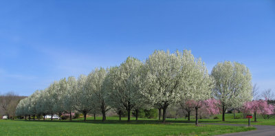 The pear trees
