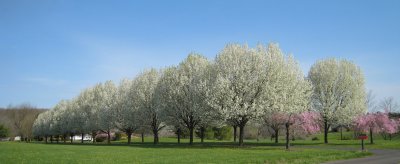 The pear trees