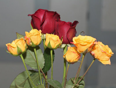 My  'tenth'  birthday roses