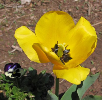 Yellow tulip . . .