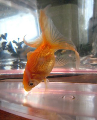 Test _ goldfish