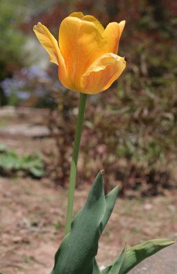 Tulip . . .