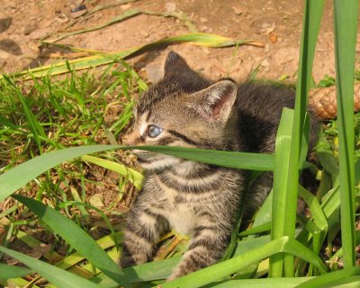 Little kitten